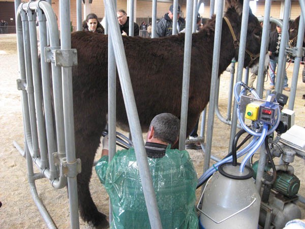 55° Mercato Concorso del Cavallo Murgese e dell’Asino di Martina Franca