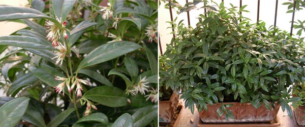 Sarcococca, profumo d’inverno