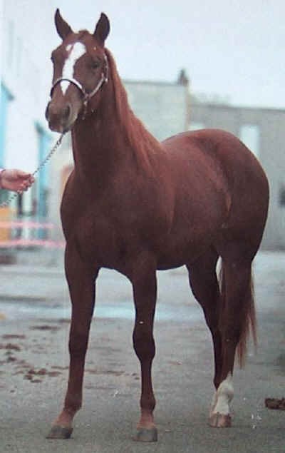 La Storia del Quarter Horse