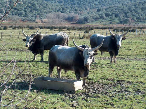 La zootecnia italiana