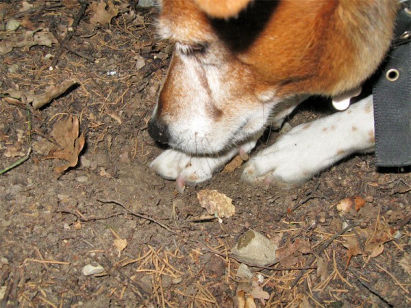 Ricerca in natura del tartufo nero