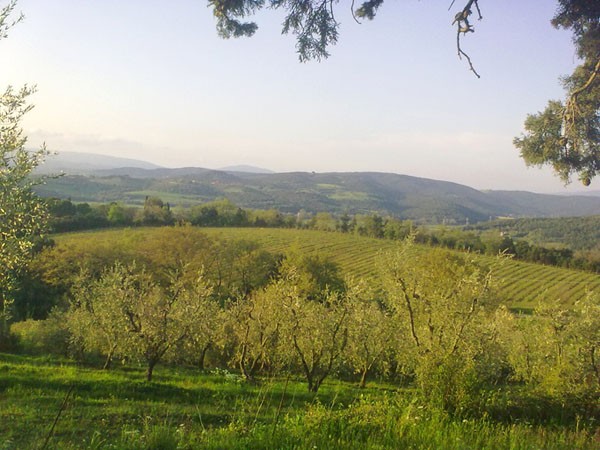 Le nuove DOCG Val di Cornia e Suvereto