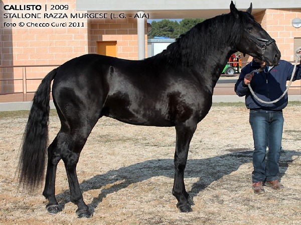 56° Mercato Concorso del  Cavallo Murgese e dell’Asino di Martina Franca