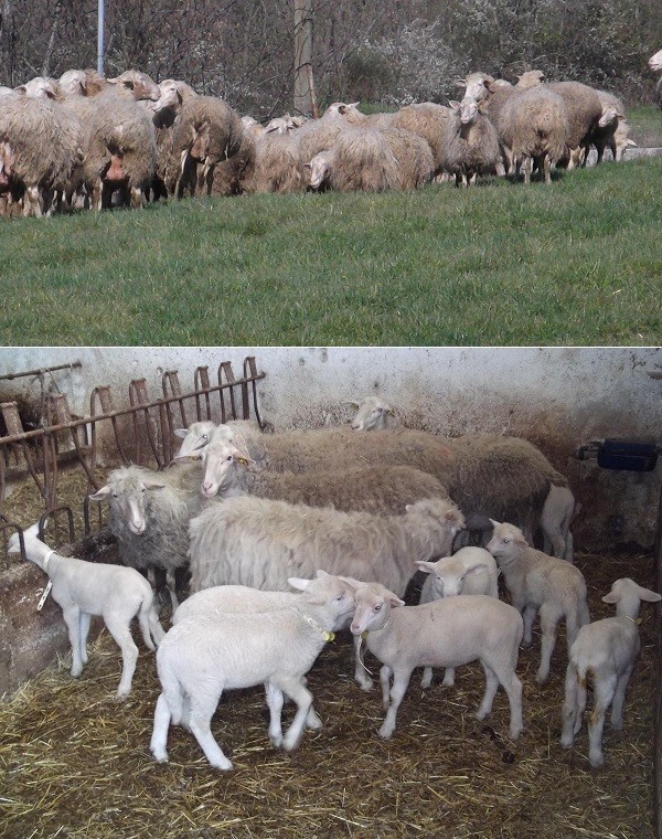 Il  formaggio Carmasciano della Valle Ansanto