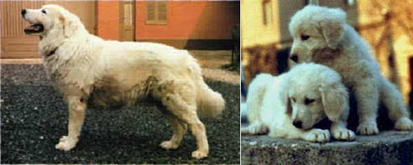 Storia ed Etimologia del cane da Pastore Maremmano-Abruzzese