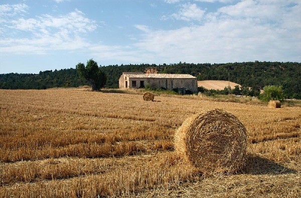 Le tecniche colturali per monocotiledoni, pomodoro e olivo