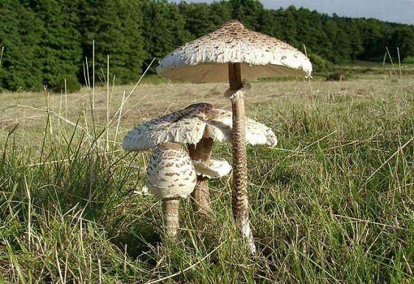 Mazza di tamburo – Macrolepiota procera