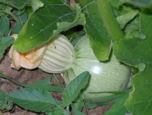 Piante ortive: la Zucca