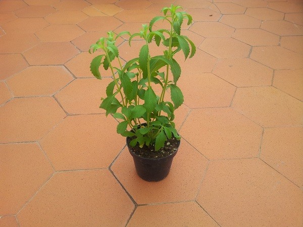 Come ottenere l’estratto di Stevia in casa