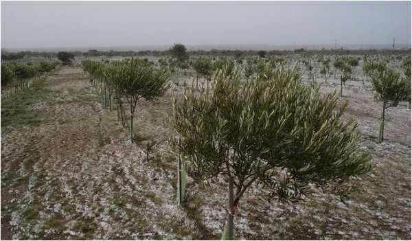 Le piante di olivo e l’olio: “dalla fine del mondo”