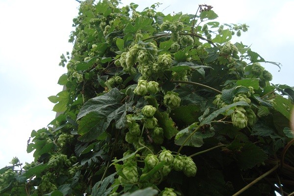 Il Luppolo (Humulus lupulus L.)