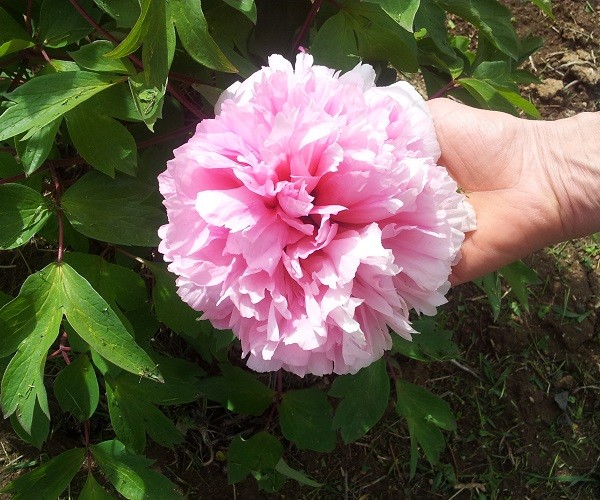 Peonie erbacee ed arboree