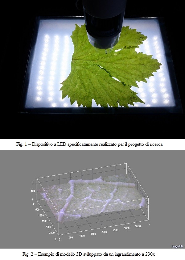 Analisi dell’immagine e modelli di “rete idraulica” nelle foglie: possibili applicazioni in viticoltura