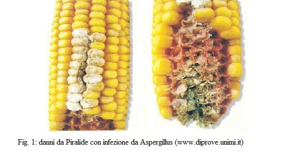 La coltivazione del grano e del mais in Italia ed il rischio di contaminazione da micotossine