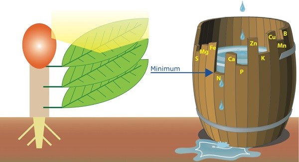 Fertilizzazione: come calcolare la quantità di concime da distribuire alle piante in produzione