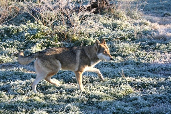 Il cane durante i mesi invernali