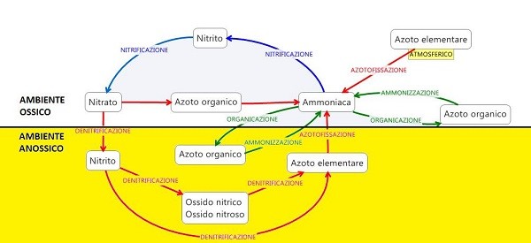 La problematica dei nitrati nelle aziende zootecniche: basi  teoriche e applicazione della normativa