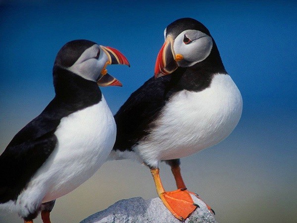 Il “Puffin”, uno strano splendido uccello