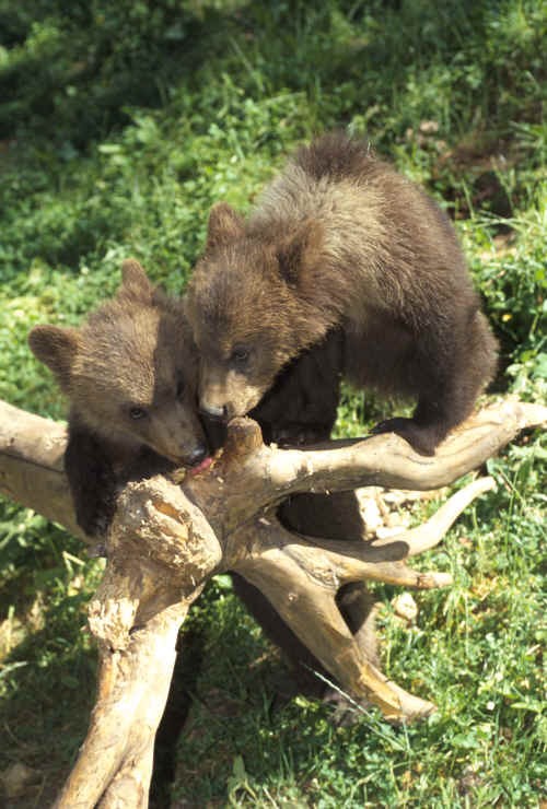 Il ritorno dell’Orso Bruno