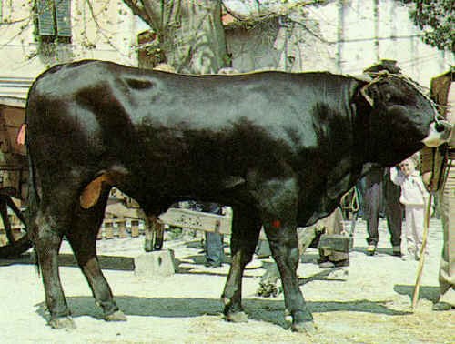 La Mucca Pisana