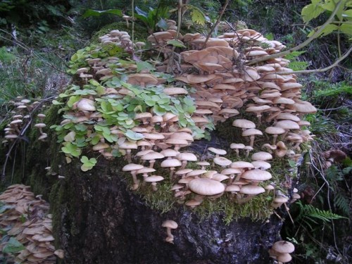 Funghi parassiti: Armillaria e Heterobasidion annosum