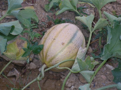 Piante ortive: il Melone