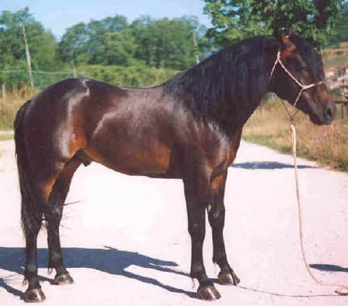 Il Cavallo del Catria tra passato e futuro