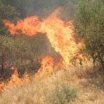 Gli incendi boschivi