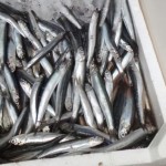 Le alici: dalla pesca alla colatura