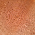 legno douglasia anelli durame