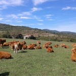 La certificazione del metodo biologico: la zootecnia