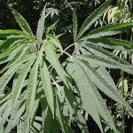 canapa cannabis