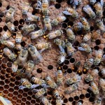 apicoltura eretica api