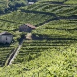 Vigneti in Val di Cembra