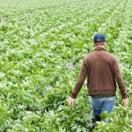 Le attività agricole connesse, riflessioni sulla fiscalità