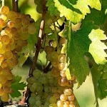 Uva Vernaccia di San Gimignano