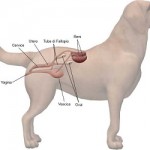 La “Piometra” nel cane: come diagnosticare e come trattare questa patologia