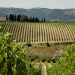 Vigneti a Montalcino