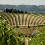 Vigneti a Montalcino