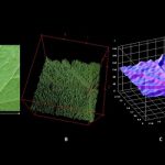 Fiji e modelli 3D del sistema vascolare delle foglie: determinazione del profilo dell’estensione della guaina del fascio