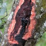 Correlazione dei cambiamenti climatici con l’attività di Phytophthora cinnamomi in Europa