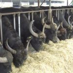 Esigenze di produzione nell’allevamento bufalino