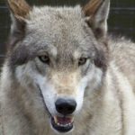 American Wolfdog, un affascinante ibrido