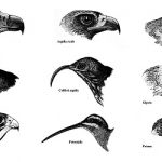 Gli uccelli: creature “sdentate”