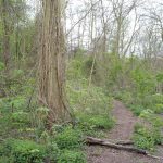 paesaggio firenze boschi foreste parigi