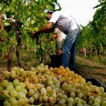 Inizio vendemmia 2016