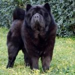 Chow Chow cane razza pelo