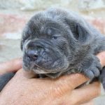 cane allevamento consanguineità cuccioli incrocio