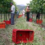 caporalato legge agricoltura