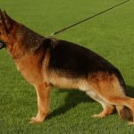 cane pastore tedesco arti corpo zampe